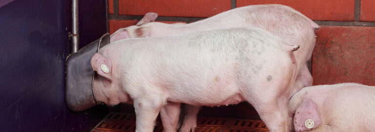 Drinking-Bowls_1553x545