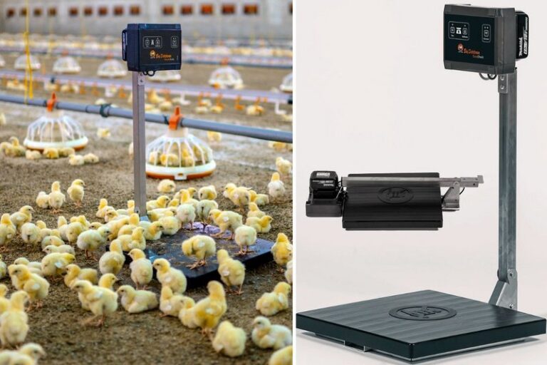 csm_Poultry-growing-scale-collage-EasyCheck-Big-Dutchman_72_a4bc7f1fc4